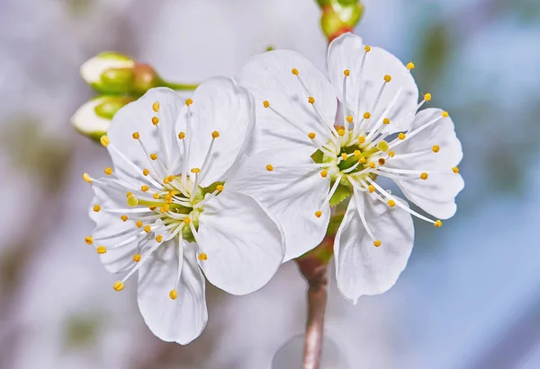 Дві Вишневі Квіти Крупним Планом — стокове фото