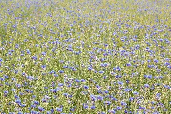 Háttér Kék Búzavirág Mező Közelkép — Stock Fotó