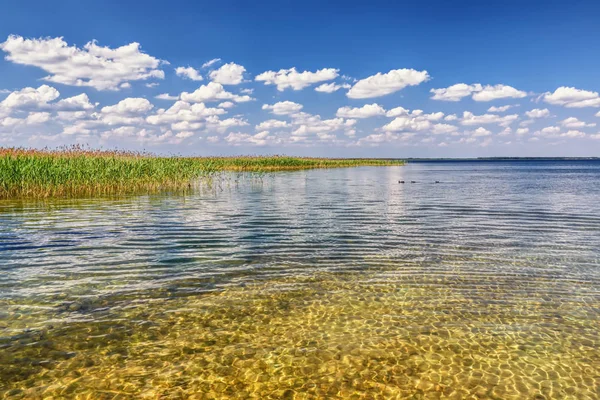 Día Soleado Sobre Lago Con Agua Clara Fondo Arenoso Cañas — Foto de Stock