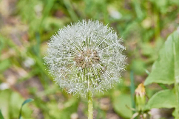 吹球花的遮挡 — 图库照片