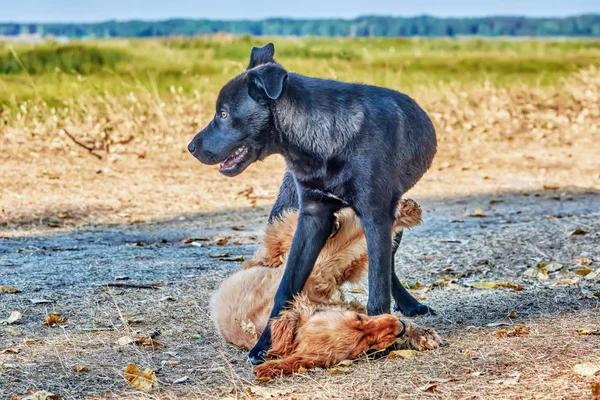 Twee Jonge Honden Spelen Het Gras Het Park — Stockfoto