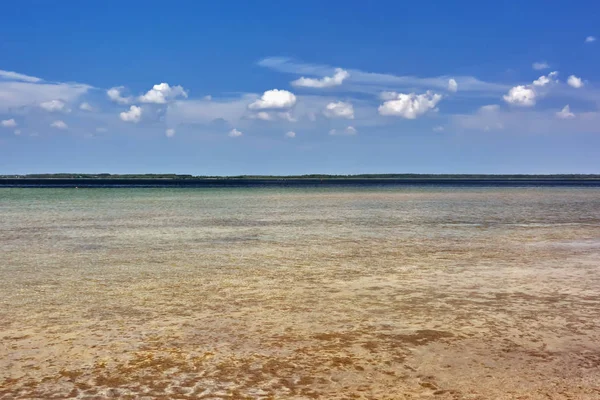 Dia Ensolarado Sobre Lago Com Água Clara Fundo Arenoso Juncos — Fotografia de Stock