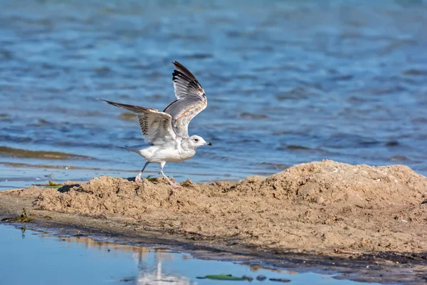 Gaivota Costa Arenosa Lago — Fotografia de Stock