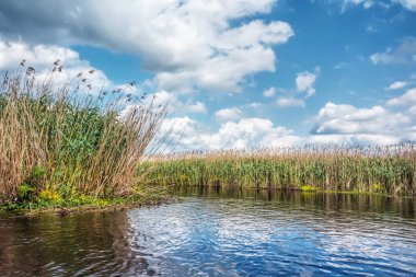 Nehir kıyısında güneşli bir gün. Üzerinde bulutlar ile Reed ve mavi gökyüzü.