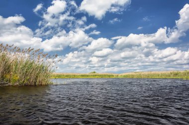 Nehir kıyısında güneşli bir gün. Üzerinde bulutlar ile Reed ve mavi gökyüzü.