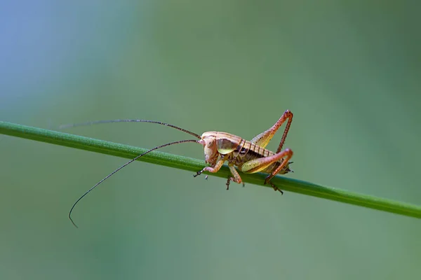 Saltamontes Jóvenes Hierba —  Fotos de Stock