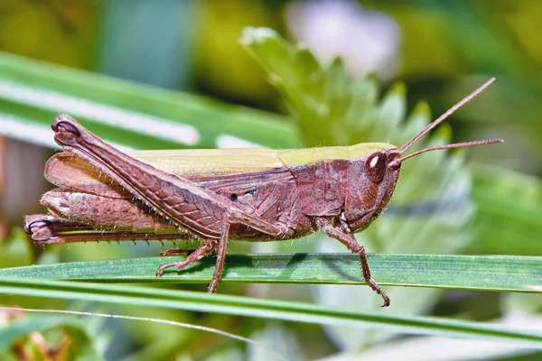 Grasshopper Primer Plano Hierba — Foto de Stock