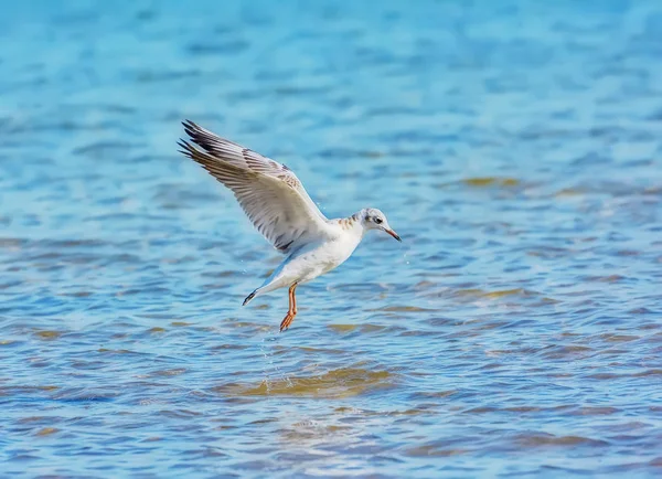 Seagull Flying Lake — Stock Photo, Image
