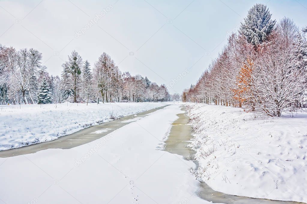 Trees in snow on river bank.