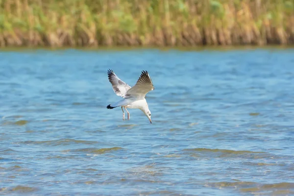 Gaviota Volando Sobre Lago —  Fotos de Stock