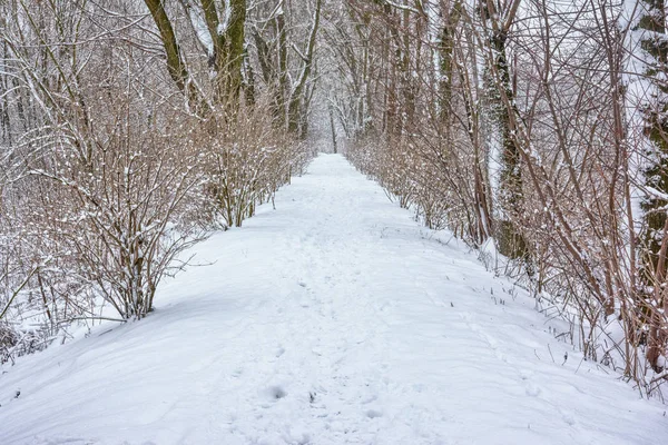 Winter landscape. Track through a tunnel of trees covered with snow.