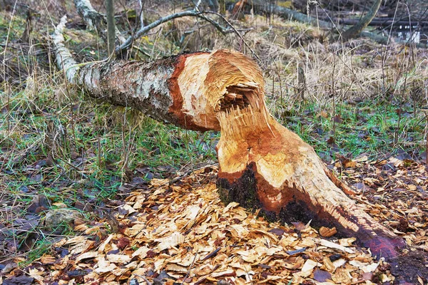 Baum Von Bibern Umgestürzt — Stockfoto