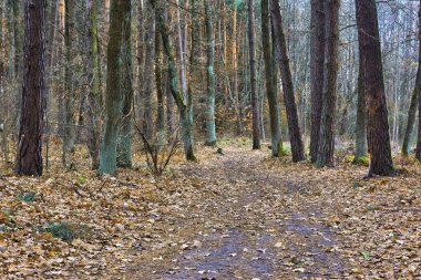 Sonbahar ormanının içinden geçen yol..