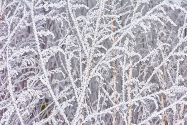 겨울을 배경으로 나뭇가지에 서리를 머금고 — 스톡 사진