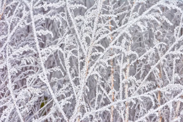 Fundo Inverno Geada Ramos — Fotografia de Stock