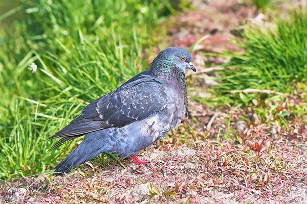 Gray Pigeon Ground Closeup — Stock Photo, Image