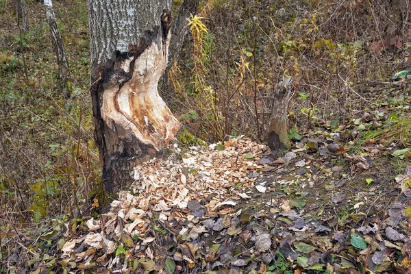 Zerstörte Biber Wald — Stockfoto