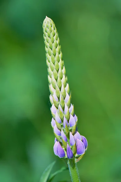 Blue Flowers Lupine Closeup — Stock Photo, Image