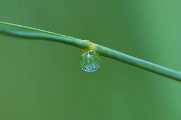 Water Drop Grass Stalk — Stock Photo, Image