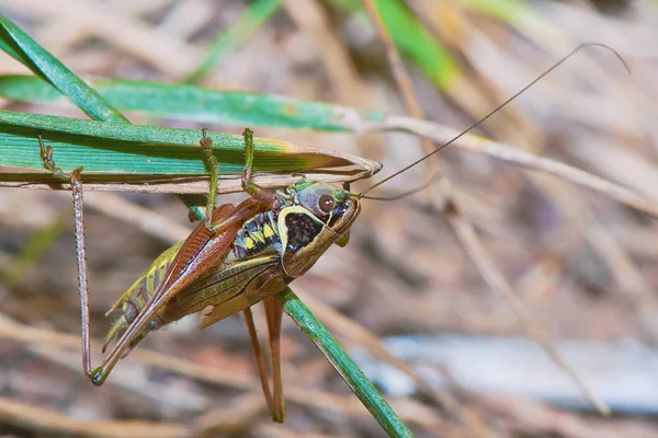 Grasshopper Tallo Una Planta —  Fotos de Stock