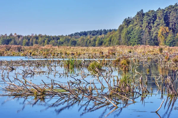 Lake Flooded Trees Forest Shore — Stock Photo, Image