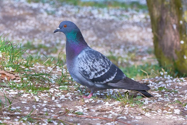 Gray pigeon  on the ground land covered with blossoms in spring.