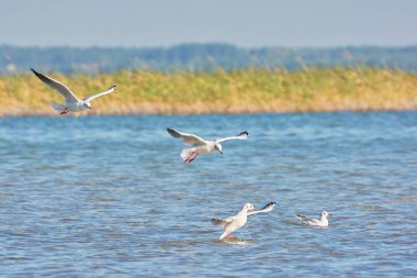 호수 위에 갈매기 비행.