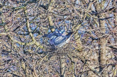 Yuvada iki güvercin var..