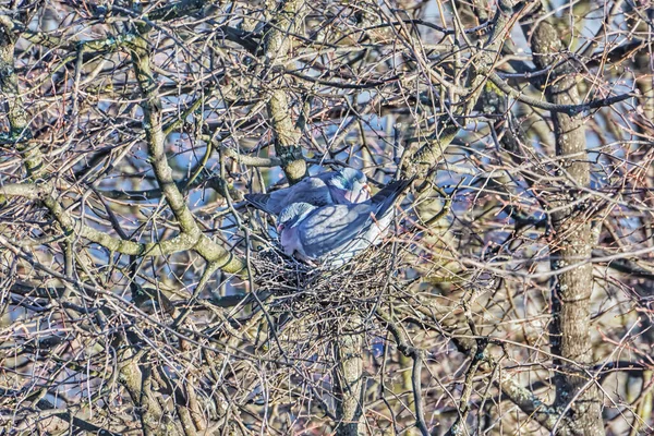 Deux Pigeons Forestiers Dans Nid Gros Plan — Photo