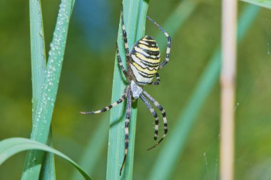 yaprak closeup örümcek.