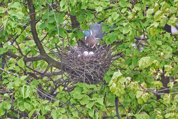 Ringduif Het Nest Met Twee Eieren Close — Stockfoto