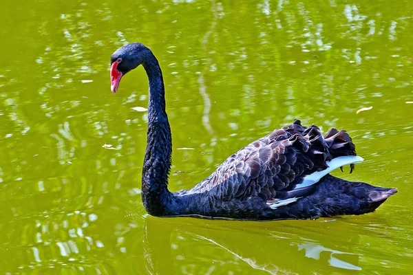 Black Swan Water — Stock Photo, Image