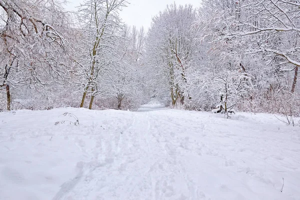 Paisaje Invierno Sendero Entre Los Árboles Cubiertos Nieve Parque — Foto de Stock