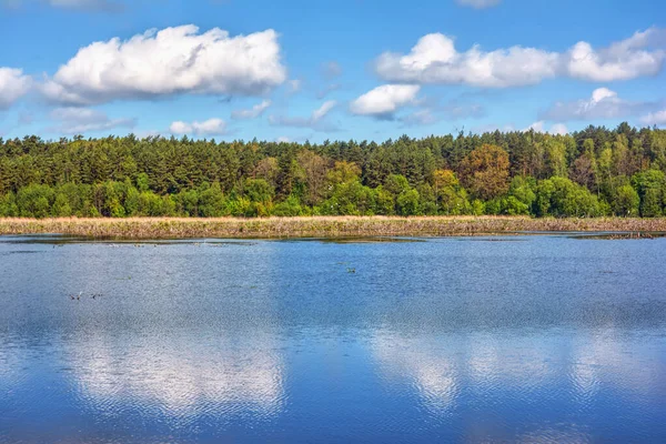 Sunny Day Lake Forest Shore — Stock Photo, Image