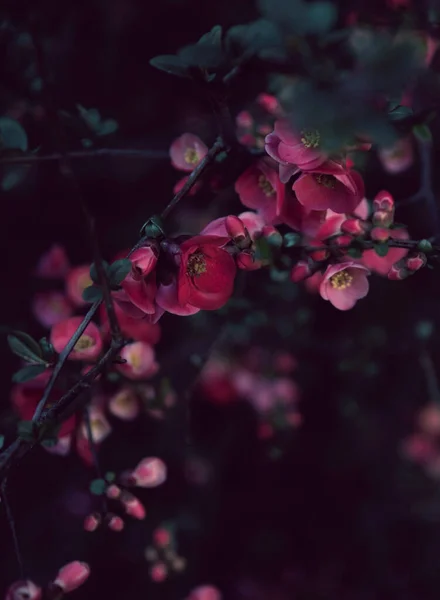 Schöne Rosa Rosen Und Grüne Blätter — Stockfoto