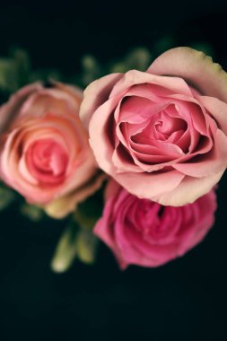 Güzel pembe güller ve yeşil yapraklar 