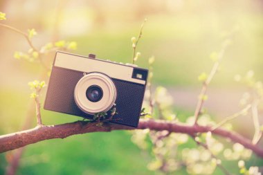 Ağaçtaki eski retro kamera.