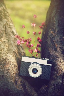 Ağaçtaki eski retro kamera.