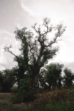 Parkta ağaç yetişiyor.  