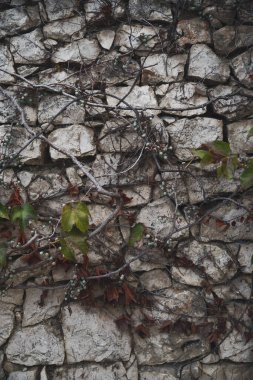 Taş duvardaki yeşil üzüm dallarının yakın görüntüsü