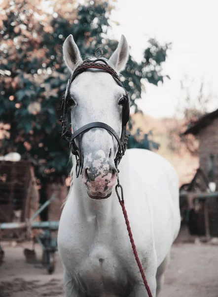 Cavalo Com Freio Jarda — Fotografia de Stock