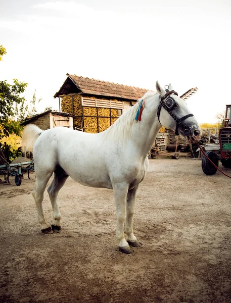 Cavallo Con Una Briglia Sul Cortile — Foto Stock