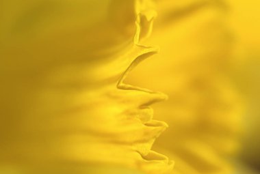 Nergis makro fotoğraf