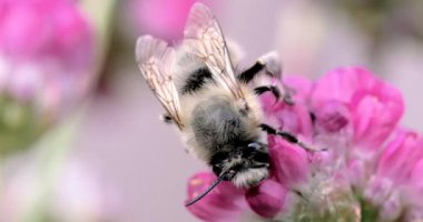 Bir çiçek kök dinlenme bumble bee