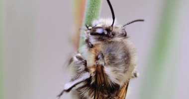 Bir çiçek kök dinlenme bumble bee