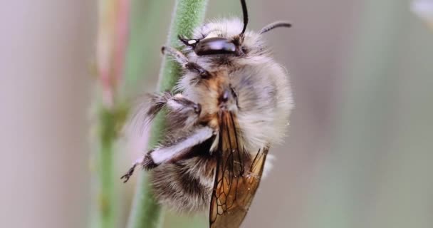Bumble abelha descansando em um caule de flor — Vídeo de Stock