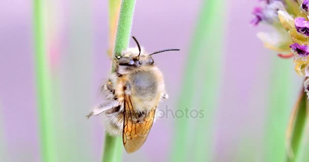 Bumble bee rusten op de stengel van een bloem — Stockvideo
