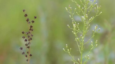 Vahşi bitki rüzgarda kolayca hareket eder, arka plan bulanıklaşır, makro
