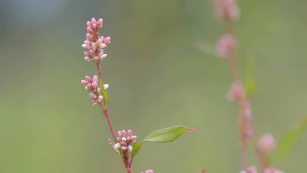 红豆杉 Lupinus 俗称红豆杉 Lupin 或红豆杉 Lupine 是豆科植物中的一种 — 图库视频影像