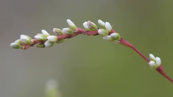 Lupinus Comúnmente Conocido Como Lupina Pino Género Plantas Floridas Familia — Vídeo de stock